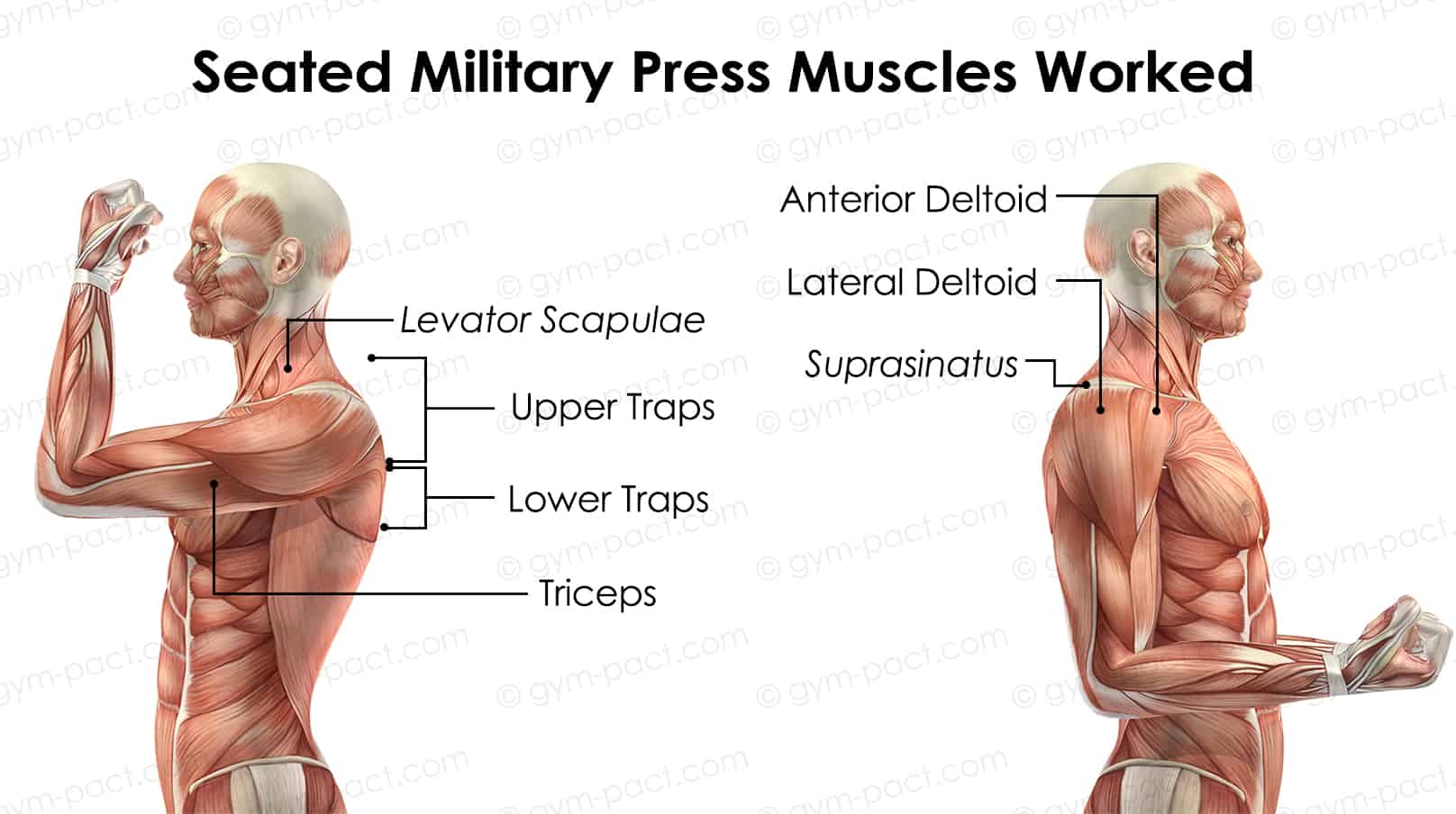 Seated Military Press Muscles Worked